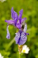 ${DESCRIPTION}, au, blue, wild, damp, pasture, zürich, siberica, switzerland, meadow, siberian, flag, iris, flower, perennial