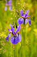 ${DESCRIPTION}, au, blue, wild, damp, pasture, zürich, siberica, switzerland, meadow, siberian, flag, iris, flower, perennial