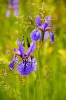 ${DESCRIPTION}, au, blue, wild, damp, pasture, zürich, siberica, switzerland, meadow, siberian, flag, iris, flower, perennial