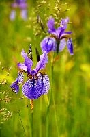 ${DESCRIPTION}, au, blue, wild, damp, pasture, zürich, siberica, switzerland, meadow, siberian, flag, iris, flower, perennial