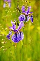 ${DESCRIPTION}, au, blue, wild, damp, pasture, zürich, siberica, switzerland, meadow, siberian, flag, iris, flower, perennial