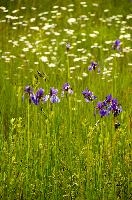 ${DESCRIPTION}, au, blue, wild, damp, pasture, zürich, siberica, switzerland, meadow, siberian, flag, iris, flower, perennial