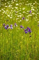 ${DESCRIPTION}, au, blue, wild, damp, pasture, zürich, siberica, switzerland, meadow, siberian, flag, iris, flower, perennial