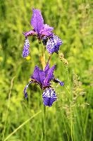 ${DESCRIPTION}, au, blue, wild, damp, pasture, zürich, siberica, switzerland, meadow, siberian, flag, iris, flower, perennial