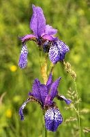 ${DESCRIPTION}, au, blue, wild, damp, pasture, zürich, siberica, switzerland, meadow, siberian, flag, iris, flower, perennial