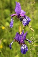 ${DESCRIPTION}, au, blue, wild, damp, pasture, zürich, siberica, switzerland, meadow, siberian, flag, iris, flower, perennial