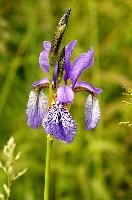 ${DESCRIPTION}, au, blue, wild, damp, pasture, zürich, siberica, switzerland, meadow, siberian, flag, iris, flower, perennial