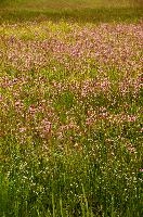Meadow, robin, bright, wildflower, pink, flos-cuculi, ragged, outdoors, switzerland, lychnis, summer, meadow, flowers, pasture, damp