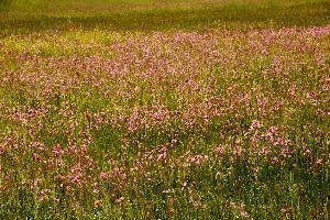 Meadow, robin, bright, wildflower, pink, flos-cuculi, ragged, outdoors, switzerland, lychnis, summer, meadow, flowers, pasture, damp