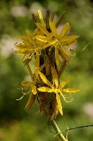 Lily, yellow, mediterranean, asphodeline, garden, asphodel, plant, flower, giglio, switzerland, kings-spear, lily, petals, rod, jacobs, lutea, bright, perennial, stamens