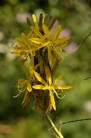 Lily, yellow, mediterranean, asphodeline, garden, asphodel, plant, flower, giglio, switzerland, kings-spear, lily, petals, rod, jacobs, lutea, bright, perennial, stamens