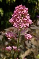 Red Valerian, valerian, inflorescence, flower, garden, ruber, red, switzerland, centranthus, perennial, pink