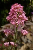 Red Valerian, valerian, inflorescence, flower, garden, ruber, red, switzerland, centranthus, perennial, pink