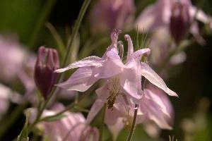 Aquilegia, cottage, grannys, perennial, pink, border, garden, bonnet, switzerland, herbaceous, aquilegia, flower