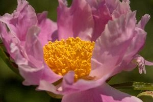 Stamens, pink, garden, pollination, perennial, peony, switzerland, flower, showy, stamens