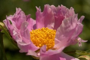 Stamens, pink, garden, pollination, perennial, peony, switzerland, flower, showy, stamens