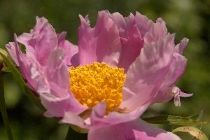 Stamens, pink, garden, pollination, perennial, peony, switzerland, flower, showy, stamens