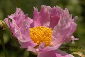 Stamens, pink, garden, pollination, perennial, peony, switzerland, flower, showy, stamens