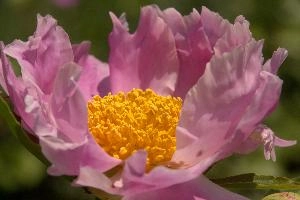 Stamens, pink, garden, pollination, perennial, peony, switzerland, flower, showy, stamens