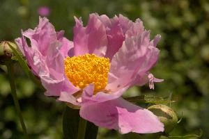 Stamens, pink, garden, pollination, perennial, peony, switzerland, flower, showy, stamens