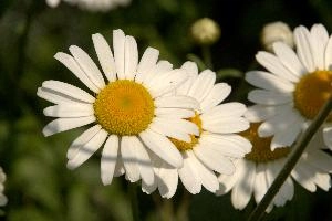 Ox-eye Daisy, daisy, petals, dog, plant, wildflower, meadow, ox-eye, white, switzerland, garden, yellow, marguerite, flower, wild, oxeye