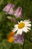 Ox-eye Daisy, daisy, petals, dog, plant, wildflower, meadow, ox-eye, white, switzerland, garden, yellow, marguerite, flower, wild, oxeye