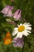 Ox-eye Daisy, daisy, petals, dog, plant, wildflower, meadow, ox-eye, white, switzerland, garden, yellow, marguerite, flower, wild, oxeye