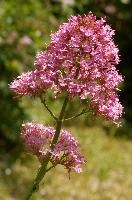 Red Valerian, valerian, inflorescence, flower, garden, ruber, red, switzerland, centranthus, perennial, pink