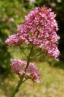 Red Valerian, valerian, inflorescence, flower, garden, ruber, red, switzerland, centranthus, perennial, pink