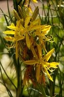 Lily, yellow, mediterranean, asphodeline, garden, asphodel, plant, flower, giglio, switzerland, kings-spear, lily, petals, rod, jacobs, lutea, bright, perennial, stamens