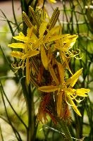Lily, yellow, mediterranean, asphodeline, garden, asphodel, plant, flower, giglio, switzerland, kings-spear, lily, petals, rod, jacobs, lutea, bright, perennial, stamens