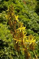 Lily, yellow, mediterranean, asphodeline, garden, asphodel, plant, flower, giglio, switzerland, kings-spear, lily, petals, rod, jacobs, lutea, bright, perennial, stamens