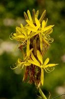 Lily, yellow, mediterranean, asphodeline, garden, asphodel, plant, flower, giglio, switzerland, kings-spear, lily, petals, rod, jacobs, lutea, bright, perennial, stamens
