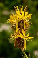 Lily, yellow, mediterranean, asphodeline, garden, asphodel, plant, flower, giglio, switzerland, kings-spear, lily, petals, rod, jacobs, lutea, bright, perennial, stamens