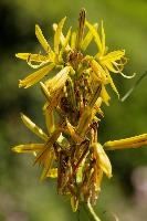 Lily, yellow, mediterranean, asphodeline, garden, asphodel, plant, flower, giglio, switzerland, kings-spear, lily, petals, rod, jacobs, lutea, bright, perennial, stamens