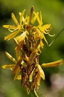 Lily, yellow, mediterranean, asphodeline, garden, asphodel, plant, flower, giglio, switzerland, kings-spear, lily, petals, rod, jacobs, lutea, bright, perennial, stamens
