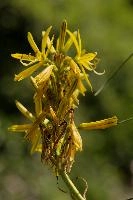 Lily, yellow, mediterranean, asphodeline, garden, asphodel, plant, flower, giglio, switzerland, kings-spear, lily, petals, rod, jacobs, lutea, bright, perennial, stamens