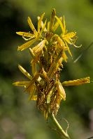 Lily, yellow, mediterranean, asphodeline, garden, asphodel, plant, flower, giglio, switzerland, kings-spear, lily, petals, rod, jacobs, lutea, bright, perennial, stamens