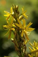 Lily, yellow, mediterranean, asphodeline, garden, asphodel, plant, flower, giglio, switzerland, kings-spear, lily, petals, rod, jacobs, lutea, bright, perennial, stamens