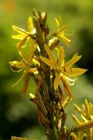 Lily, yellow, mediterranean, asphodeline, garden, asphodel, plant, flower, giglio, switzerland, kings-spear, lily, petals, rod, jacobs, lutea, bright, perennial, stamens