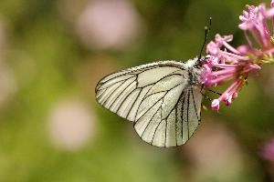 Black-veined White, animal, black, butterfly, imago, arthropod, pollination, insect, apora, switzerland, lepidoptera, feeding, crataegi, white, wildlife, valerian, flower
