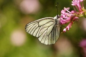Black-veined White, animal, black, butterfly, imago, arthropod, pollination, insect, apora, switzerland, lepidoptera, feeding, crataegi, white, wildlife, valerian, flower