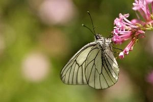Black-veined White, animal, black, butterfly, imago, arthropod, pollination, insect, apora, switzerland, lepidoptera, feeding, crataegi, white, wildlife, valerian, flower