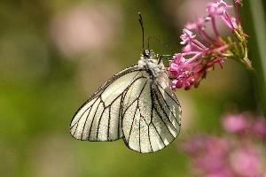 Black-veined White, animal, black, butterfly, imago, arthropod, pollination, insect, apora, switzerland, lepidoptera, feeding, crataegi, white, wildlife, valerian, flower