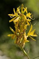 Lily, yellow, mediterranean, asphodeline, garden, asphodel, plant, flower, giglio, switzerland, kings-spear, lily, petals, rod, jacobs, lutea, bright, perennial, stamens