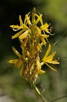 Lily, yellow, mediterranean, asphodeline, garden, asphodel, plant, flower, giglio, switzerland, kings-spear, lily, petals, rod, jacobs, lutea, bright, perennial, stamens