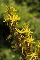 Lily, yellow, mediterranean, asphodeline, garden, asphodel, plant, flower, giglio, switzerland, kings-spear, lily, petals, rod, jacobs, lutea, bright, perennial, stamens