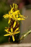 Lily, yellow, mediterranean, asphodeline, garden, asphodel, plant, flower, giglio, switzerland, kings-spear, lily, petals, rod, jacobs, lutea, bright, perennial, stamens
