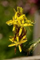 Lily, yellow, mediterranean, asphodeline, garden, asphodel, plant, flower, giglio, switzerland, kings-spear, lily, petals, rod, jacobs, lutea, bright, perennial, stamens