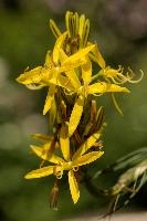Lily, yellow, mediterranean, asphodeline, garden, asphodel, plant, flower, giglio, switzerland, kings-spear, lily, petals, rod, jacobs, lutea, bright, perennial, stamens